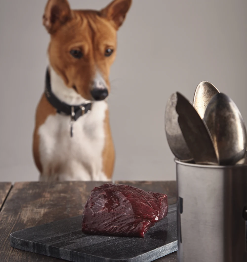 Can Dogs Eat Raw Meat? A Comprehensive Guide for Dog Owners – Furloved