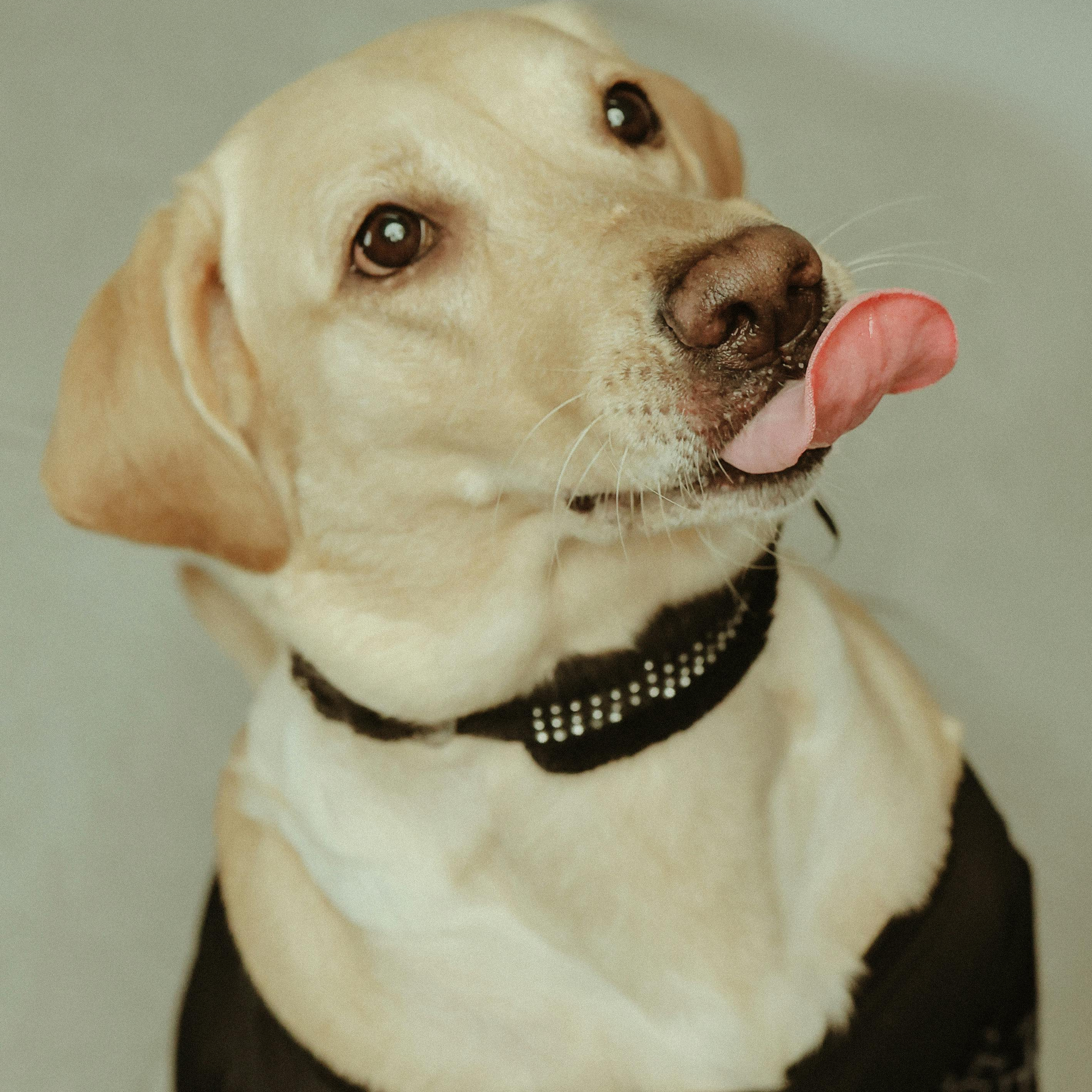 Labrador dog