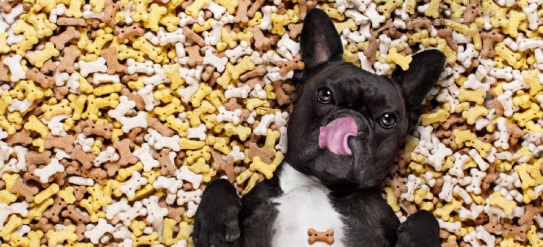 The Power of Treats: Enhancing Your Pet's Health and Happiness