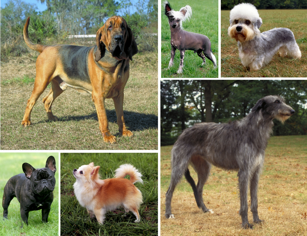 10 Most Friendly Dog Breeds in India for Your Home | Updated 2024