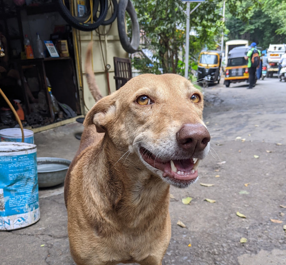 indian street dog