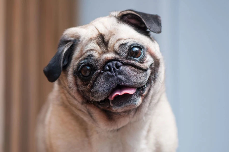 Pug Dog Food | Complete Guide For The Best Nutrition For Pugs