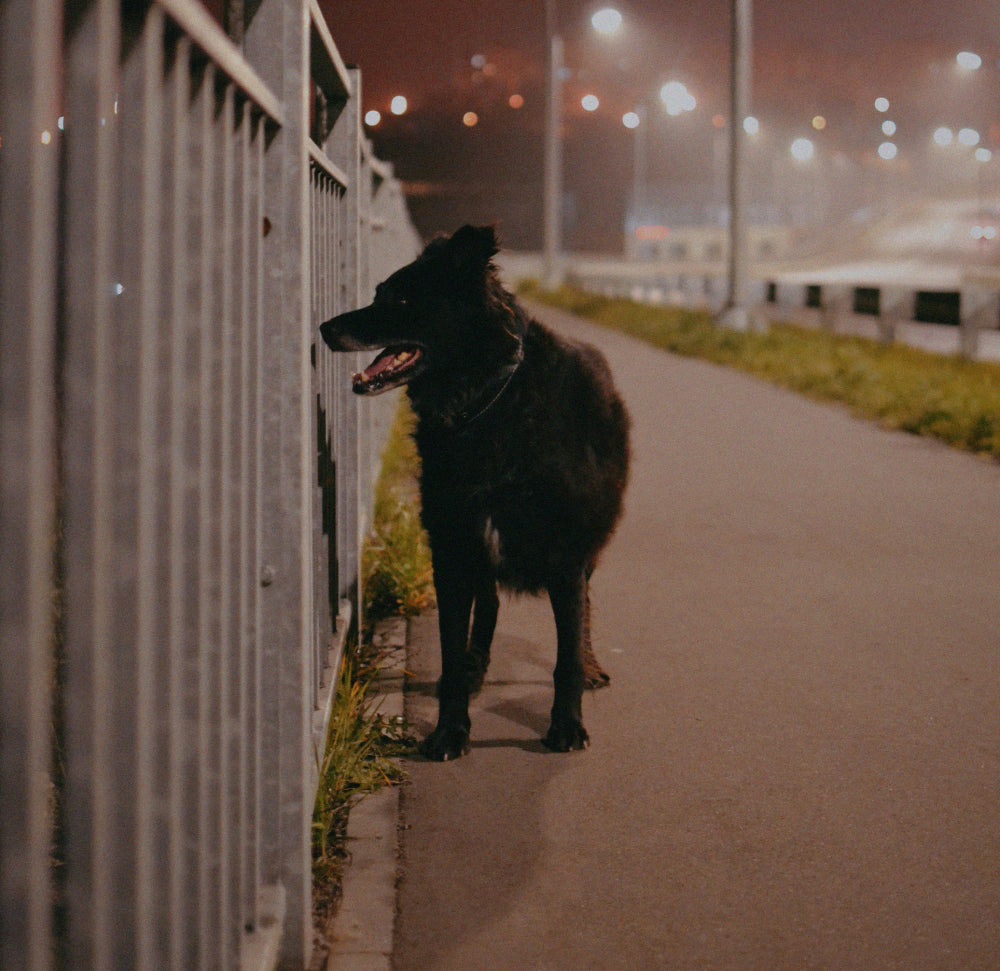 barking dog at night