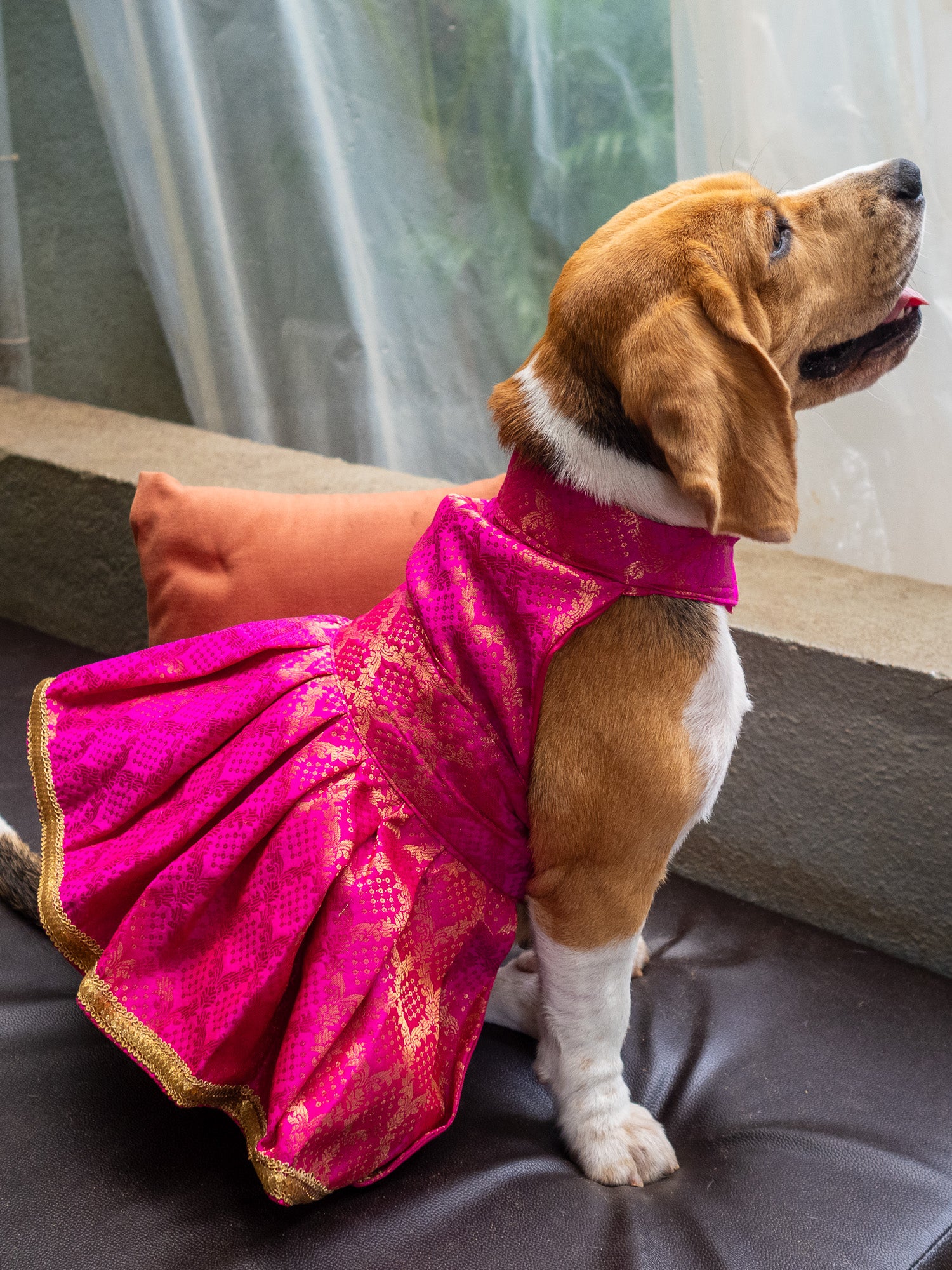 Festive Dress for Dogs & Pups