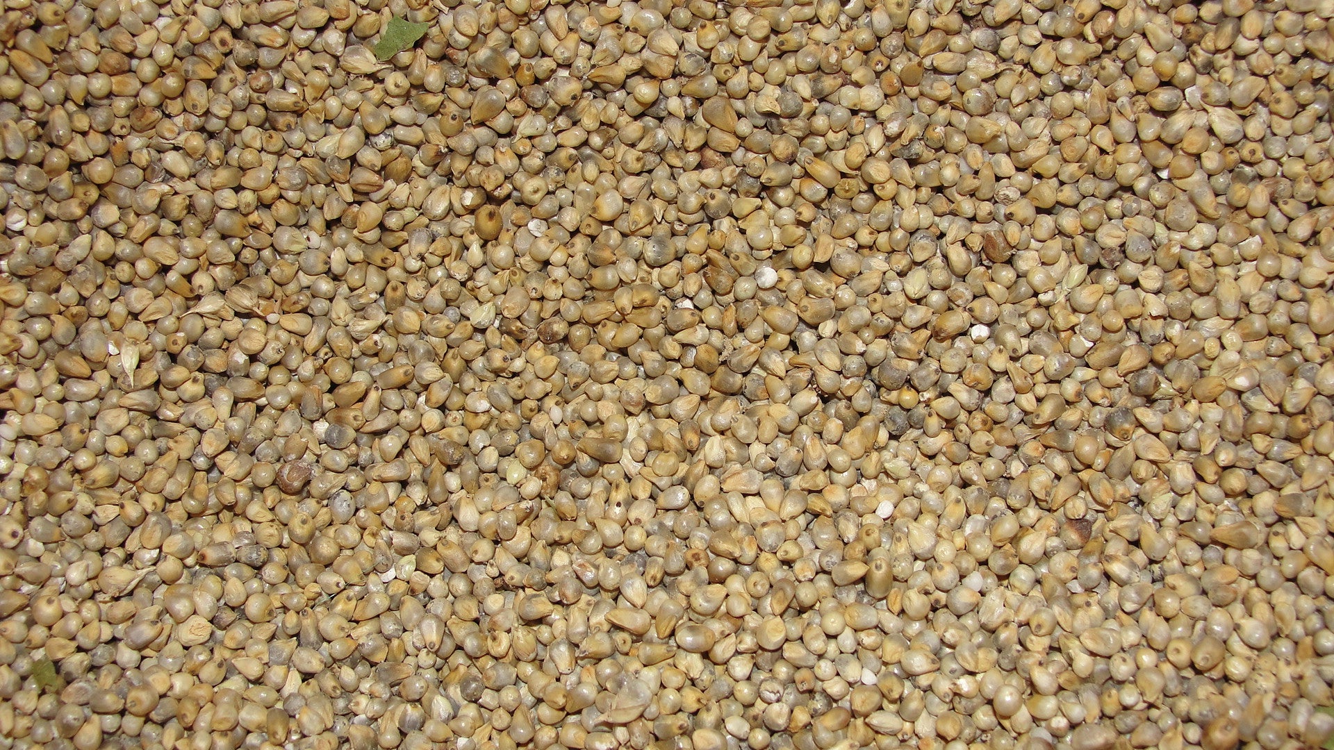 closeup of Pearl Millet