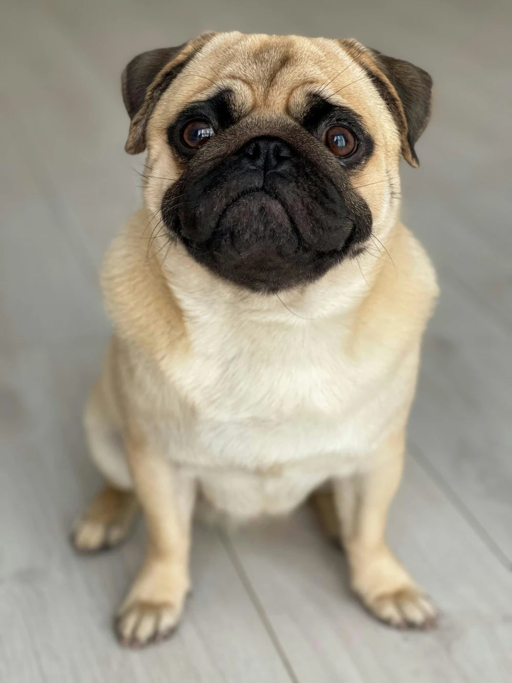 pug sitting down