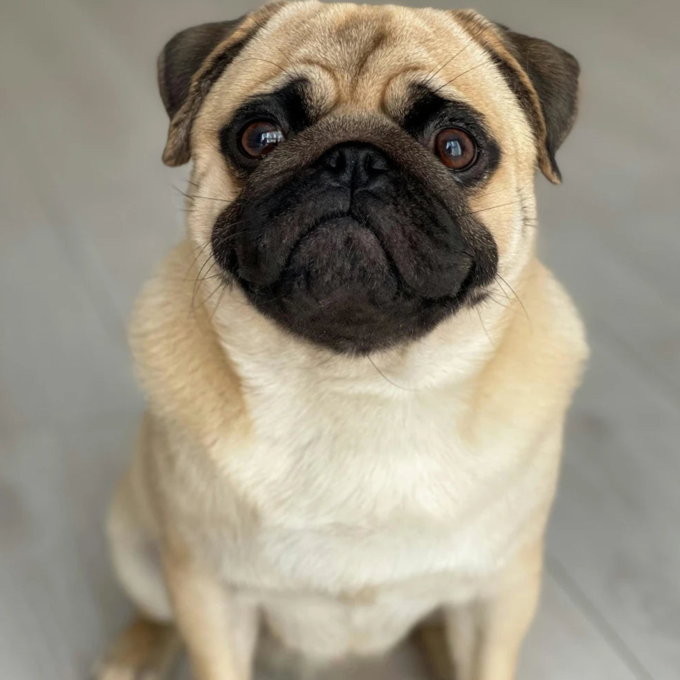 pug sitting down looking up